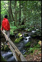 Hiker on tiny footbrige above stream, Tennessee. Great Smoky Mountains National Park, USA. (color)