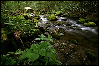 Cosby Creek, Tennessee. Great Smoky Mountains National Park ( color)