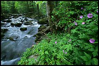 Spring Wildflowers next river flowing in forest, Greenbrier, Tennessee. Great Smoky Mountains National Park, USA. (color)