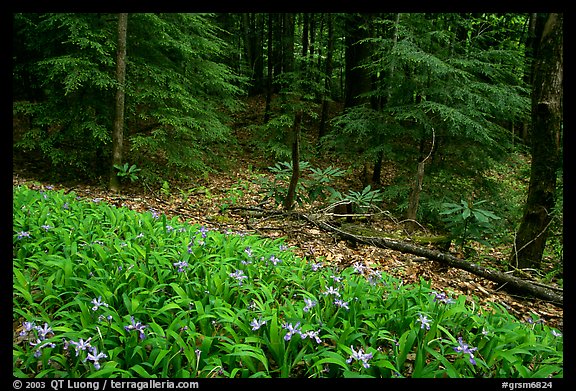 Crested Dwarf Irises and forest, Greenbrier, Tennessee. Great Smoky Mountains National Park, USA.
