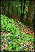 Crested Dwarf Irises blooming in the spring, Greenbrier, Tennessee. Great Smoky Mountains National Park, USA. (color)