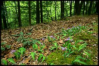 Forest floor with Crested Dwarf Iris, Greenbrier, Tennessee. Great Smoky Mountains National Park, USA. (color)