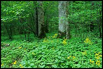 Yellow flowers on forest floor, Greenbrier, Tennessee. Great Smoky Mountains National Park, USA.