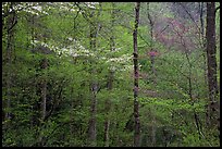 Blooming Dogwood and redbud trees in forest, Tennessee. Great Smoky Mountains National Park, USA. (color)