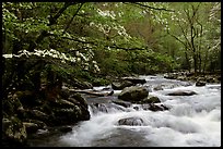 Dogwoods overhanging river with cascades, Treemont, Tennessee. Great Smoky Mountains National Park, USA.