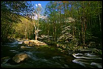 River and dogwoods, late afternoon sun, Middle Prong of the Little River, Tennessee. Great Smoky Mountains National Park, USA. (color)