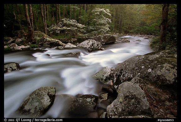 Middle Prong of the Little River flowing past dogwoods, Tennessee. Great Smoky Mountains National Park (color)