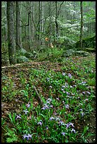 Crested Dwarf Irises in Forest, Roaring Fork, Tennessee. Great Smoky Mountains National Park, USA. (color)