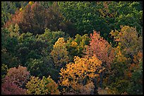 Trees in fall color on hillside. Hot Springs National Park ( color)