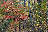 Trees in fall colors, West Mountain. Hot Springs National Park ( color)