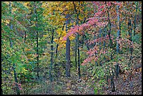 Forest in fall colors, West Mountain. Hot Springs National Park, Arkansas, USA.