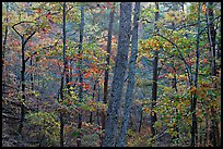 Forest in autumn colors, West Mountain. Hot Springs National Park, Arkansas, USA.