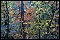 Deciduous trees in fall colors, West Mountain. Hot Springs National Park, Arkansas, USA.