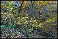 Trees in fall foliage, Gulpha Gorge. Hot Springs National Park ( color)