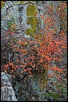 Shrub with red leaves, and moss-covered rock, Gulpha Gorge. Hot Springs National Park ( color)