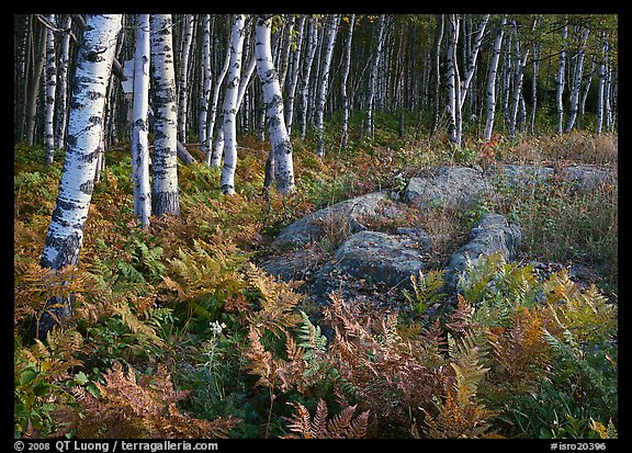 Birch trees on Greenstone ridge. Isle Royale National Park (color)