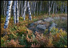 Birch trees on Greenstone ridge. Isle Royale National Park, Michigan, USA. (color)