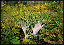 Pictures of Isle Royale