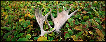 Fallen moose antlers and forest floor in autumn. Isle Royale National Park (Panoramic color)