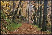 Trail covered with fallen leaves. Mammoth Cave National Park, Kentucky, USA. (color)