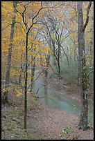 Styx stream and forest in fall foliage during rain. Mammoth Cave National Park, Kentucky, USA. (color)