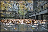 Wet boardwalk during rain. Mammoth Cave National Park ( color)