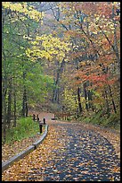 Paved trail and forest in fall foliage. Mammoth Cave National Park ( color)