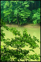 Vegetation and Green River. Mammoth Cave National Park ( color)