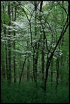 Blooming Dogwood trees in forest. Mammoth Cave National Park ( color)