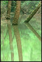 Trees and reflections in green waters of Echo River Spring. Mammoth Cave National Park, Kentucky, USA.