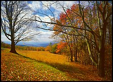 Meadow Overlook in fall. Shenandoah National Park ( color)