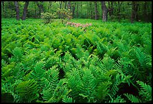 Ferns and flowers in spring. Shenandoah National Park, Virginia, USA. (color)