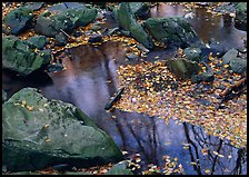 Reflections of trees in a creek with fallen leaves. Shenandoah National Park ( color)