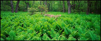 Tender green ferns and pink flowers in spring forest. Shenandoah National Park, Virginia, USA.
