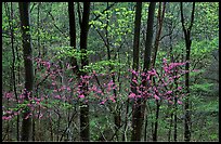Redbud and Dogwood in bloom near the Northern Entrance, evening. Shenandoah National Park, Virginia, USA.