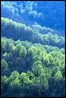 Backlit trees on hillside in spring, morning. Shenandoah National Park, Virginia, USA.