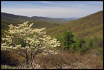 Tree in bloom and hills in early spring. Shenandoah National Park, Virginia, USA. (color)