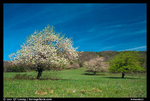 Trees in bloom in grassy meadow. Shenandoah National Park (color)