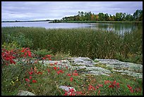 Grasses and red plants at Black Bay narrows. Voyageurs National Park, Minnesota, USA.