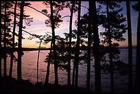 Pine trees silhouettes at sunset, Woodenfrog. Voyageurs National Park ( color)