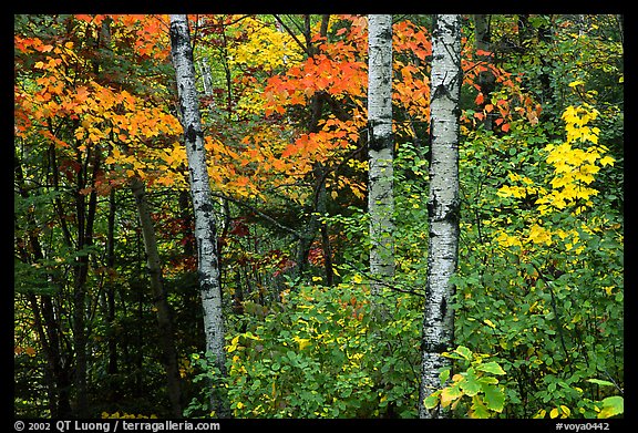 Trees in fall foliage. Voyageurs National Park, Minnesota, USA.