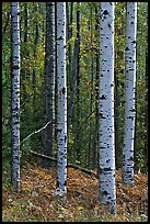 Birch tree trunks in autumn. Voyageurs National Park ( color)