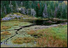 Beaver Pond and forest. Voyageurs National Park ( color)