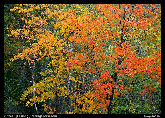 Yellow and orange leaves on trees. Voyageurs National Park (color)