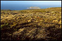 Grasses and Prince Island, San Miguel Island. Channel Islands National Park, California, USA.