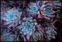 Live Forever (Dudleya) plants, San Miguel Island. Channel Islands National Park, California, USA. (color)