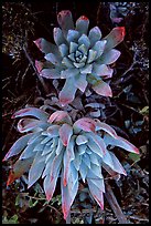 Live forever (Dudleya) plants, San Miguel Island. Channel Islands National Park, California, USA. (color)