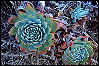 Stonecrop plants (Dudleya), San Miguel Island. Channel Islands National Park, California, USA.