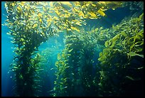 Kelp canopy beneath surface, Annacapa. Channel Islands National Park, California, USA.