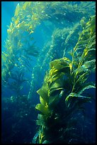 Underwater view of kelp canopy. Channel Islands National Park, California, USA.
